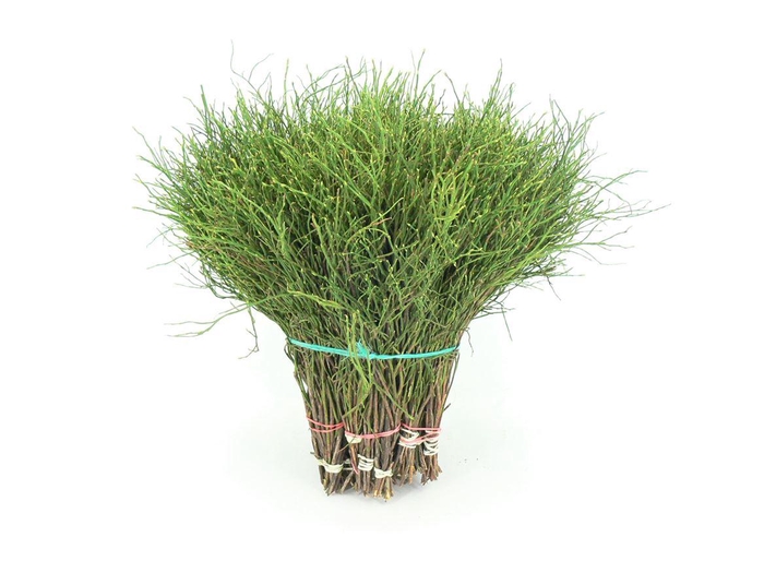 <h4>Heidelbeer 42cm Per Tak</h4>