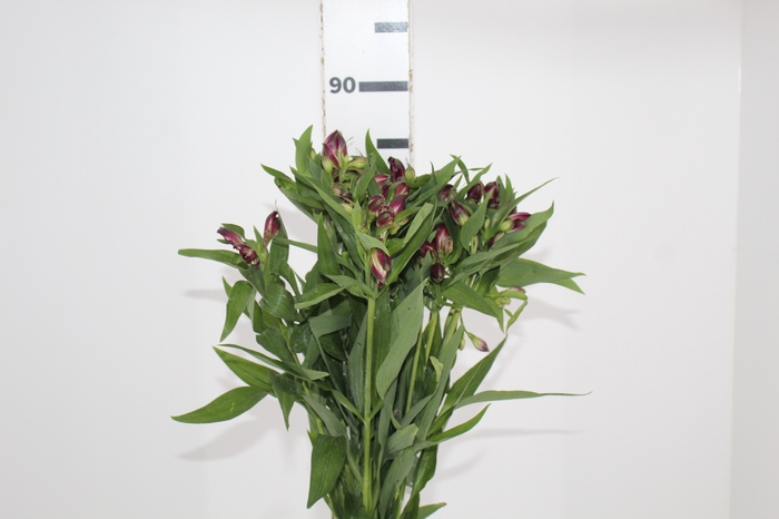 <h4>ALSTROEMERIA AMETHYST 080 CM</h4>