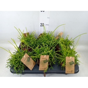 Rhipsalis baccifera 'Oasis'