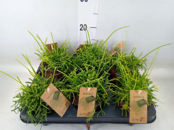 <h4>Rhipsalis baccifera 'Oasis'</h4>