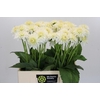 Dahlia Snow Cap