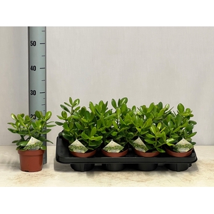 CRASS OVATA