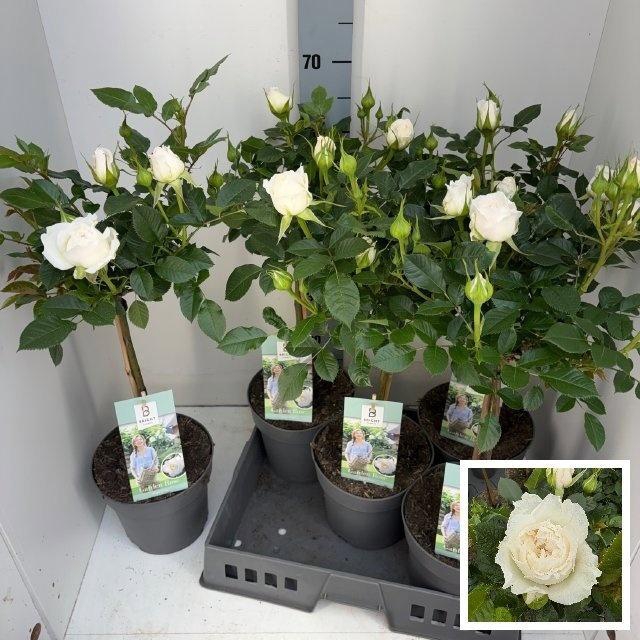 <h4>Rosa St Ov White</h4>