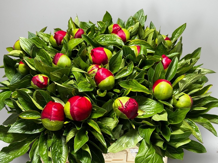 <h4>PAEO RED CHARM</h4>