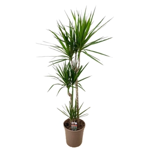 Dracaena marginata Green 75-45-10