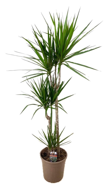 <h4>Dracaena marginata Green 75-45-10</h4>