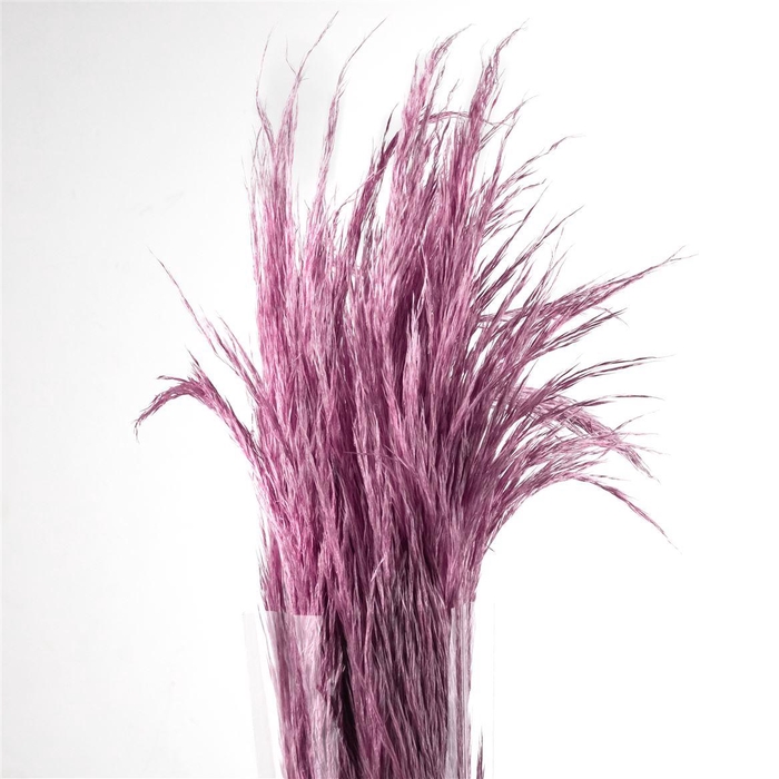 <h4>Pampas Preserved Serenity</h4>