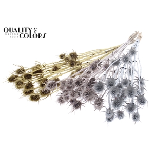 Cardi Distel Natural 10pc/bunch 55cm Wedding Mix