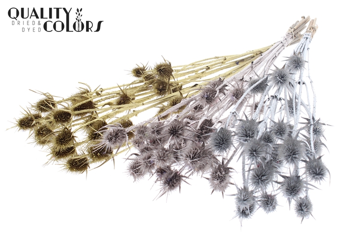 <h4>Cardi Distel Natural 10pc/bunch 55cm Wedding Mix</h4>