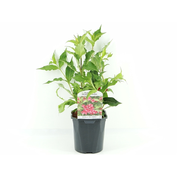 <h4>Weigela Red Prince</h4>