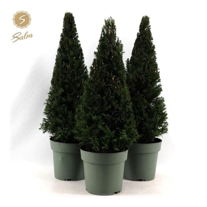 Taxus Collection Pyramid 55cm P21