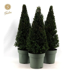 Taxus Collection Pyramid 55cm P21