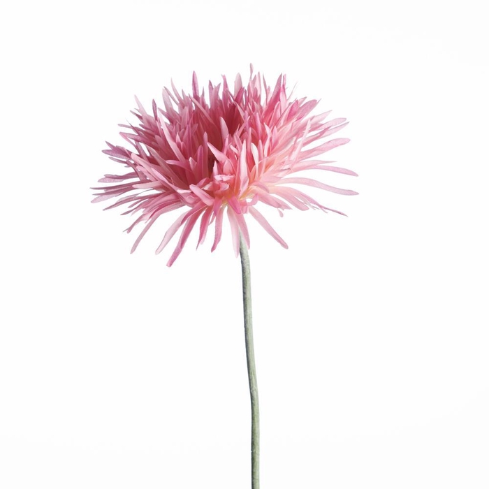 <h4>AF Gerbera Spider L65cm Pink</h4>