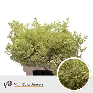 Limonium DYED Cream