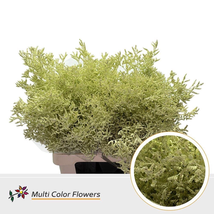 <h4>Limonium DYED Cream</h4>