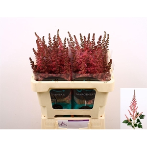 Astil C Vi Pink