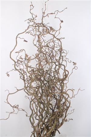 <h4>Corylus Av Contorta</h4>