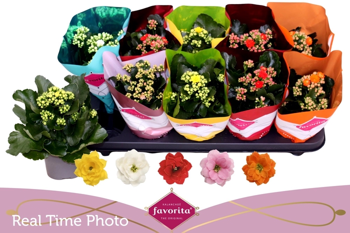 <h4>KAL GE PERF GEM 5 KL</h4>