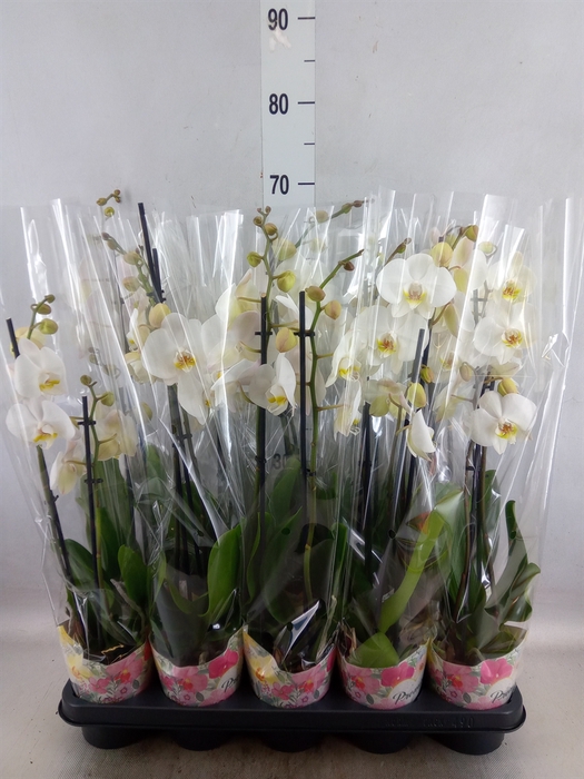 <h4>Phalaenopsis   ...white</h4>