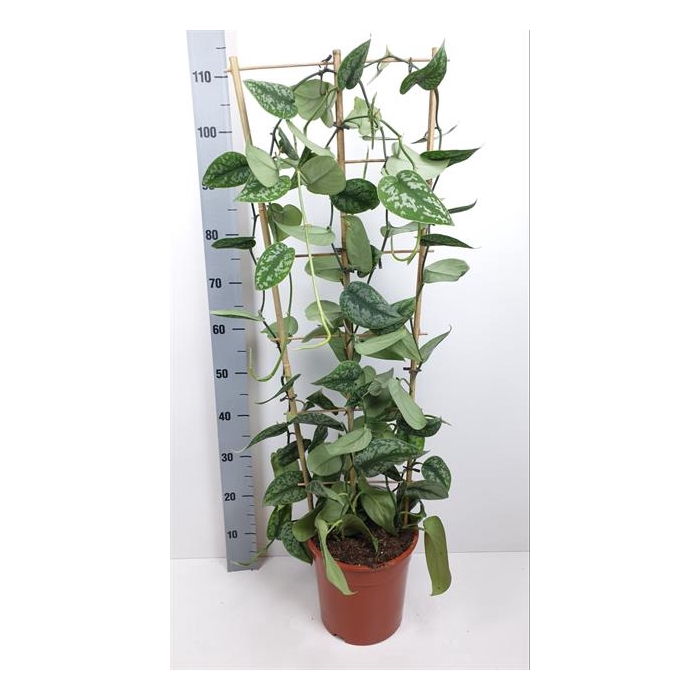 <h4>Scindapsus pictus Trebie 24Ø 110cm</h4>