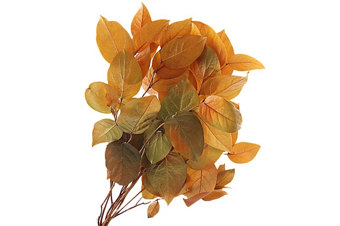 <h4>Salal Preserved Yellow</h4>