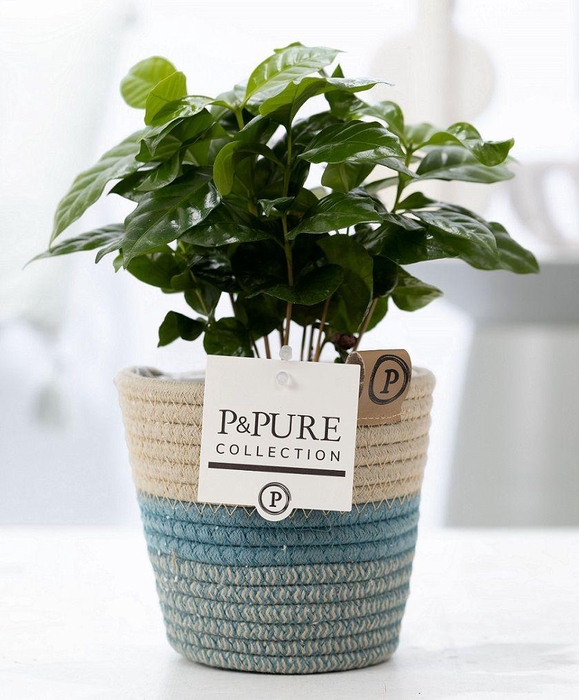 <h4>Coffea Arabica in P&PURE Fashionpot Valerie</h4>