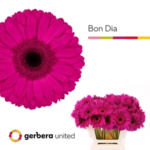 Gerbera Bon Dia Water x40