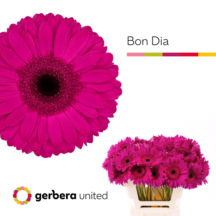 <h4>Gerbera Bon Dia Water x40</h4>