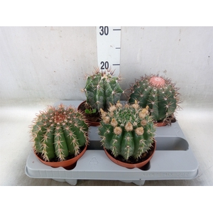 Cactus   ...mix