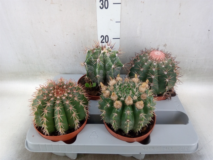 <h4>Cactus   ...mix</h4>