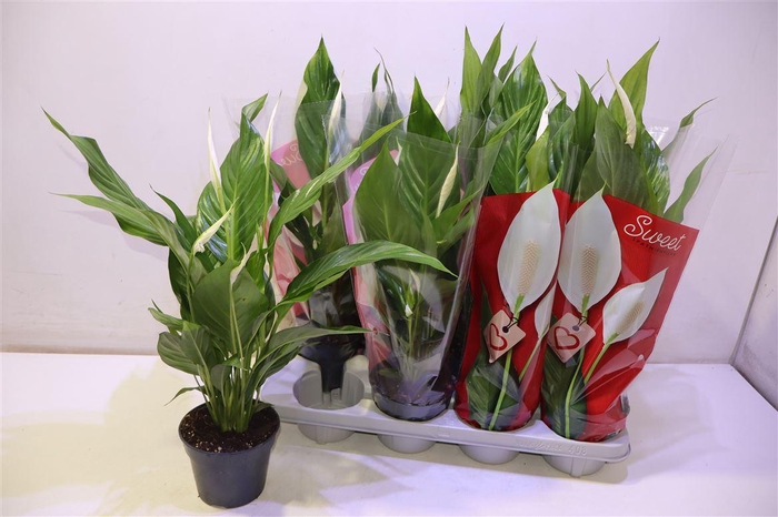 <h4>arr8 Spath Sweet Benito</h4>