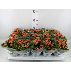 Kalanchoe  'RoseFlow Audrey'