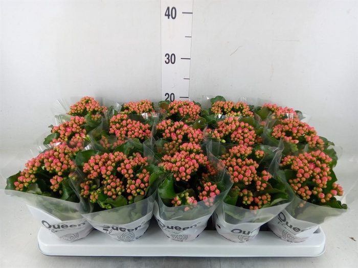 <h4>Kalanchoe  'RoseFlow Audrey'</h4>