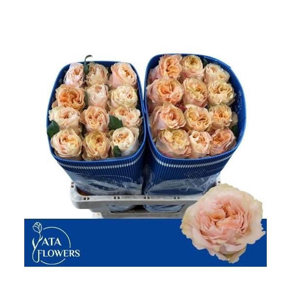 <h4>R Gr Princess Crown</h4>