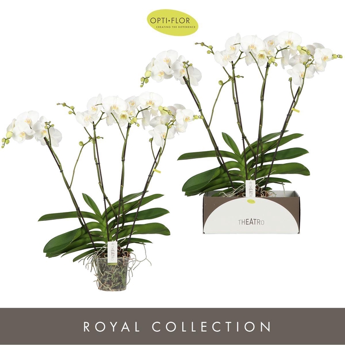 <h4>Phalaenopsis   ...white</h4>