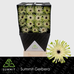 Gerbera Pastini Arona Diamond