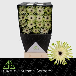 Gerbera Pastini Arona Diamond per kaart