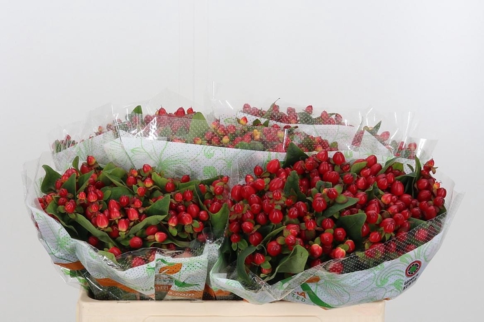 <h4>Hyp Mag Triumph</h4>