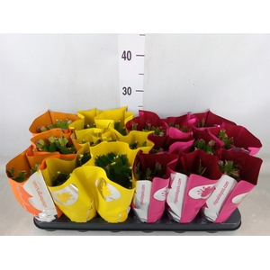 Schlumbergera   ...