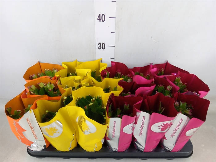 <h4>Schlumbergera   ...</h4>
