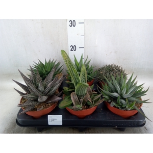 Aloe   ...mix