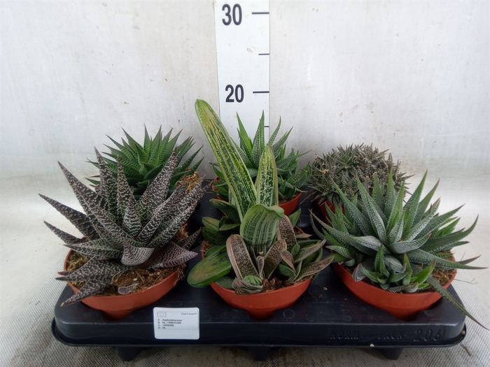 <h4>Aloe   ...mix</h4>