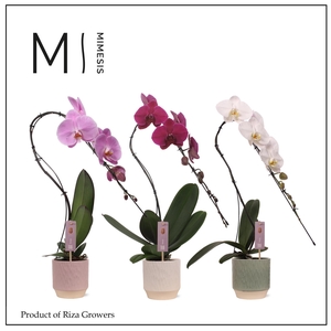 Phalaenopsis Swan Mix 1 spike – 12cm in Luna | Mimesis