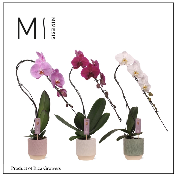 <h4>Phalaenopsis Swan Mix 1 spike – 12cm in Luna | Mimesis</h4>