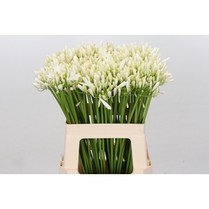 Agapanthus EYFORI White