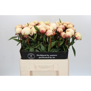 Paeonia Dr F.G. Brethour