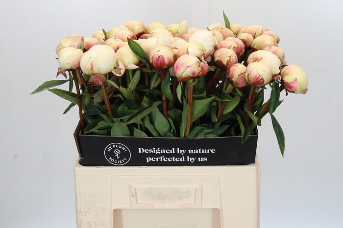 <h4>Paeonia Dr F.G. Brethour</h4>