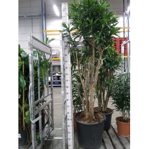 Dracaena refl.   ...