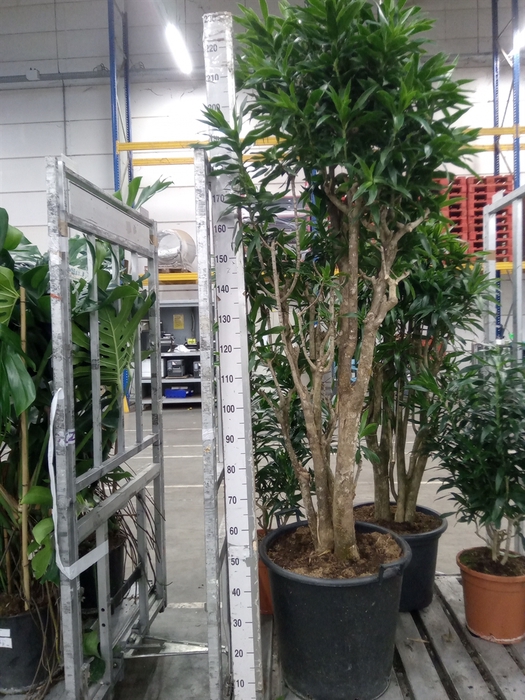 <h4>Dracaena refl.   ...</h4>