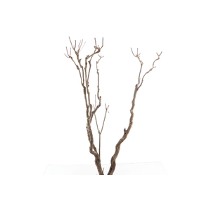 Syringa Branch Super Lotti